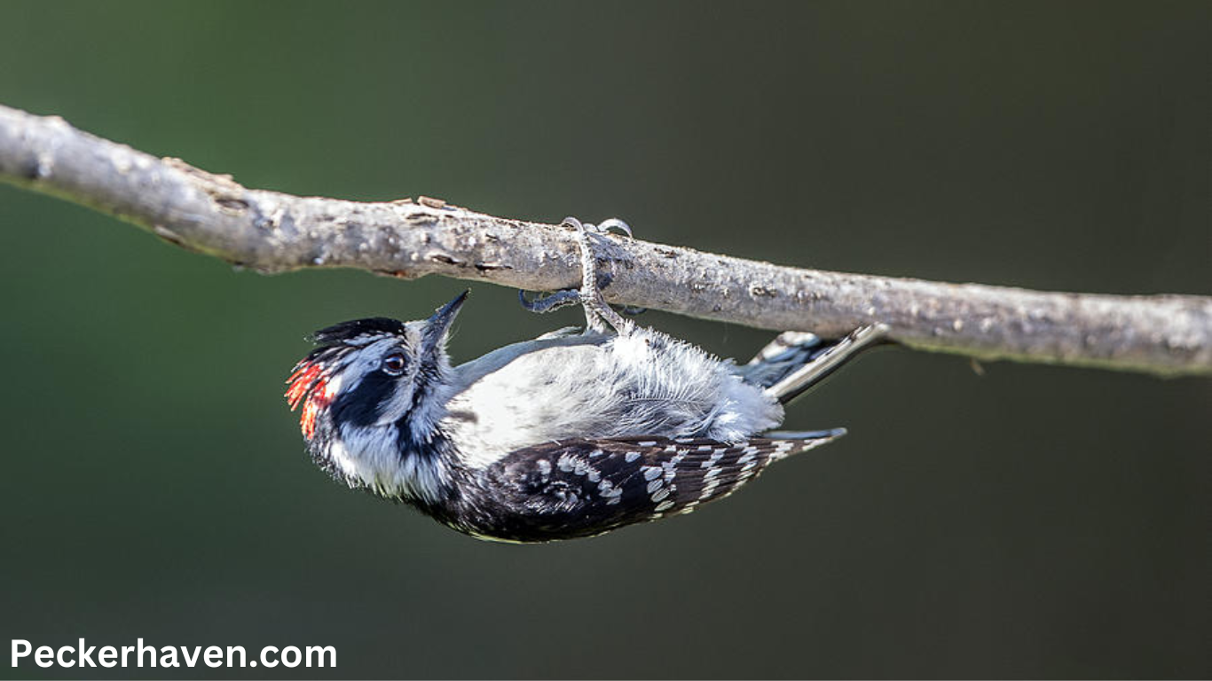 Woodpeckers Hang Upside