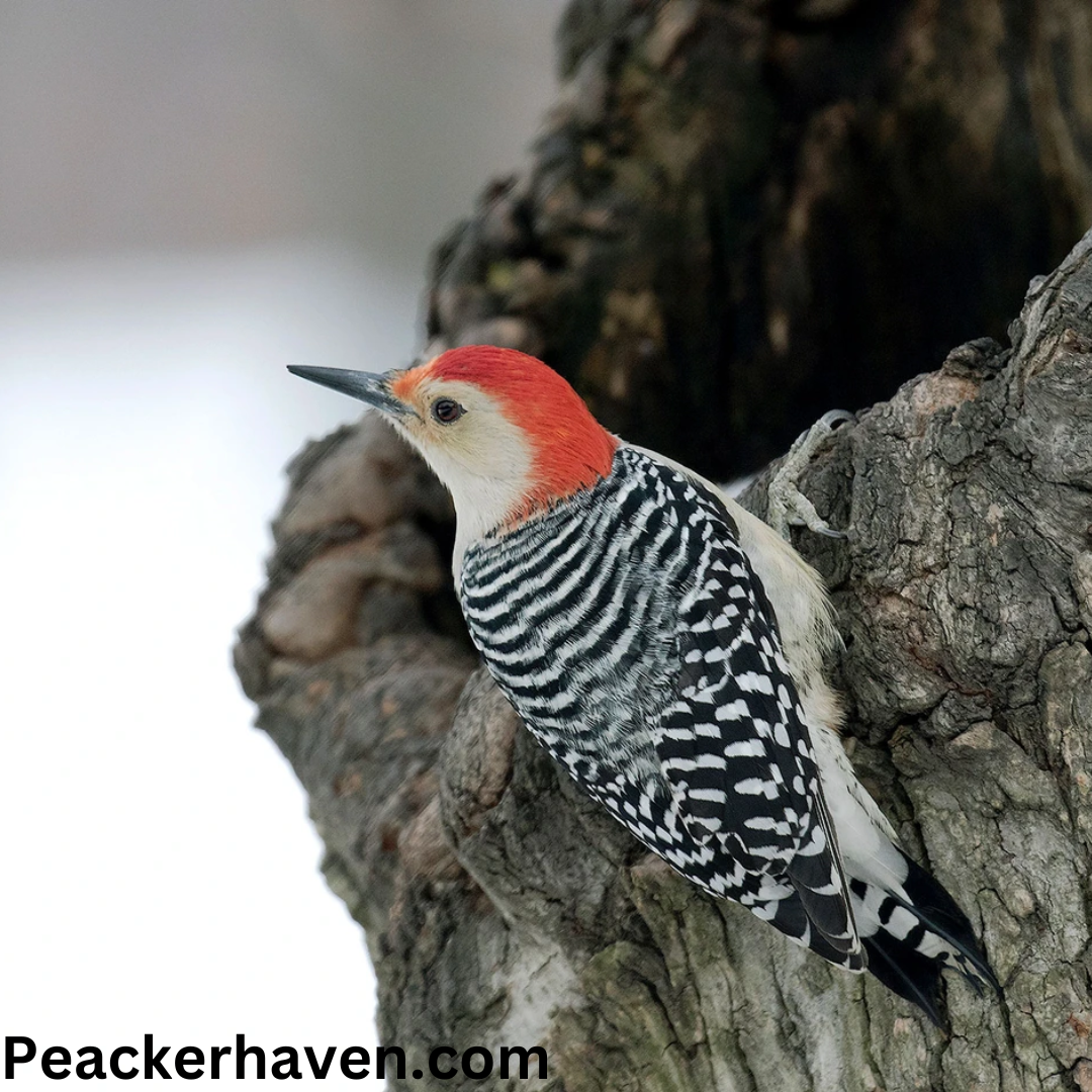 Discover 7 Hidden Reasons for the Name Red-Bellied Woodpecker