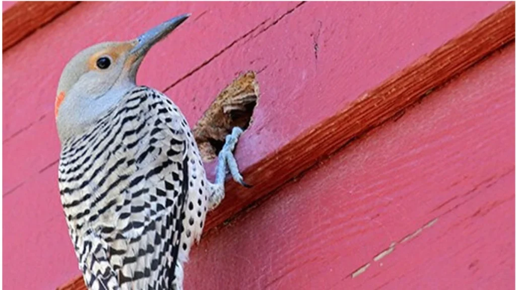 Woodpeckers Hang Upside