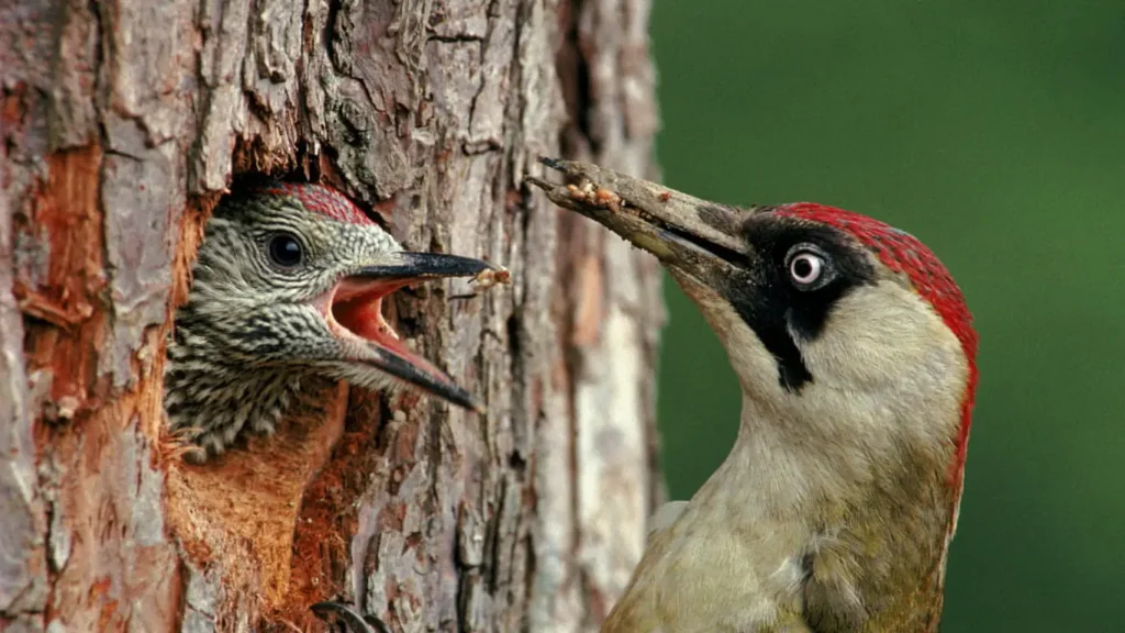 how long do woodpeckers feed their young