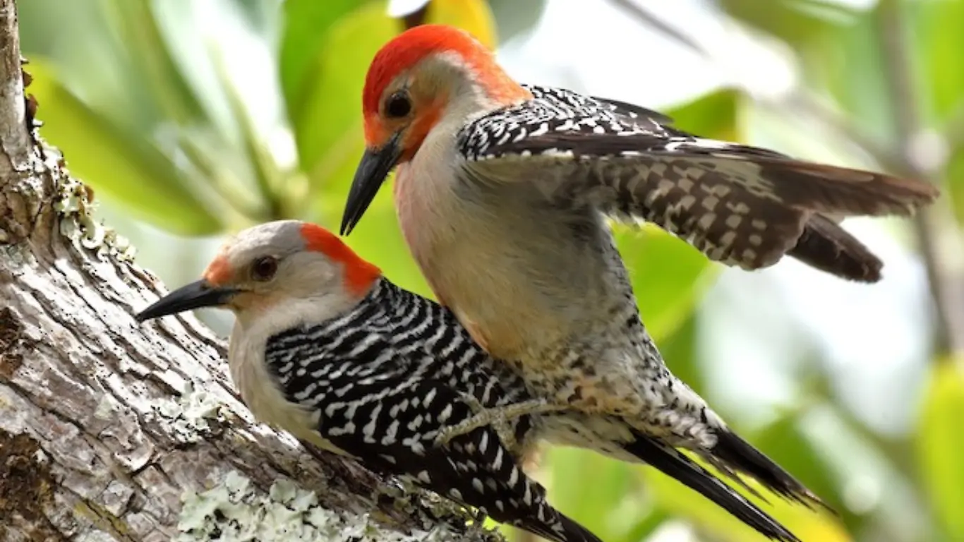 how long does woodpecker mating season last