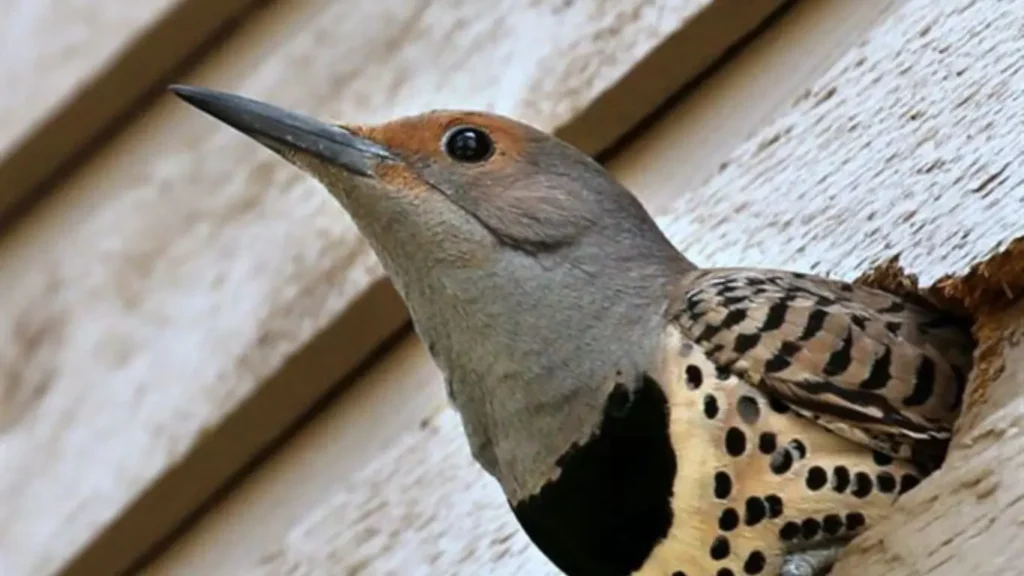 Fake owl keep woodpeckers away