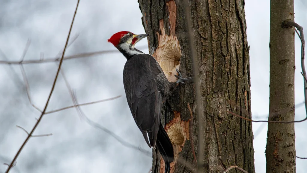 woodpecker use backe