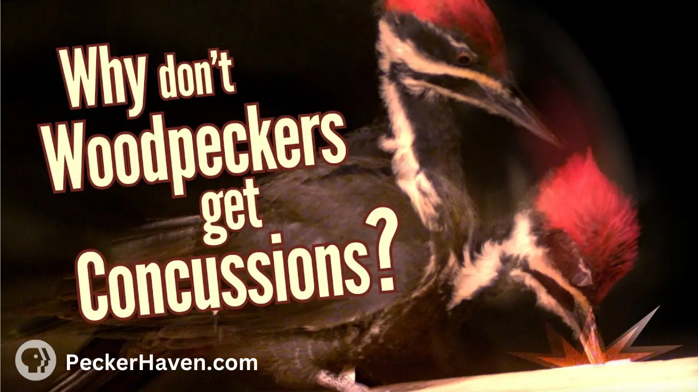 Woodpeckers Concussion Resistance